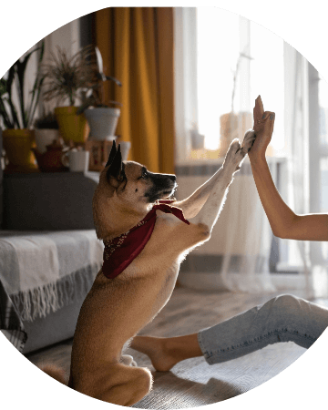 dog high-fiving person