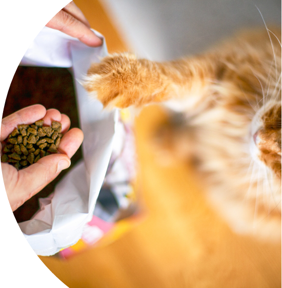 Cat Food: Save with Repeat Delivery