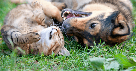 Dog and cat lying in grass