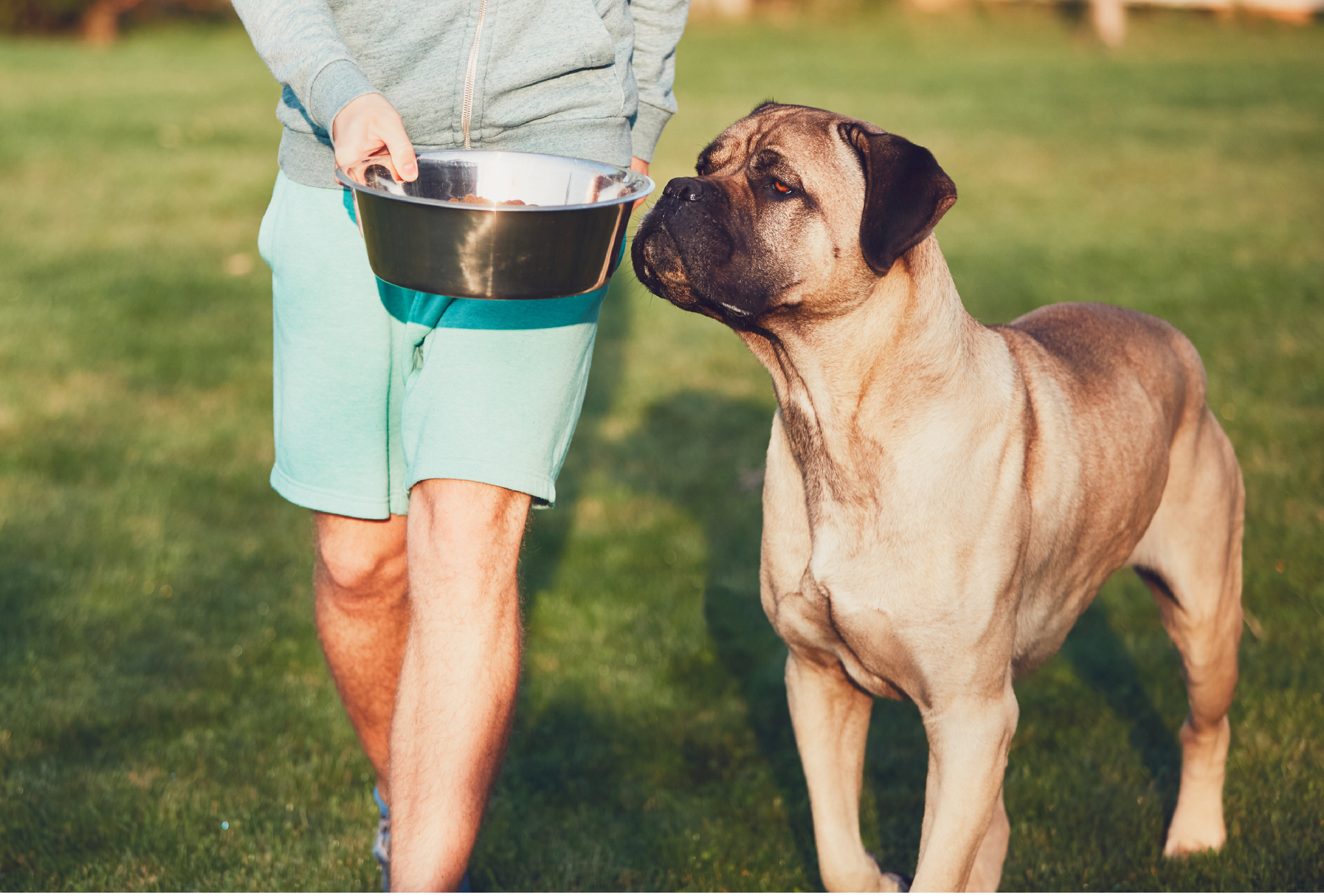 Dog sniffing a bowl of Natural Balance food