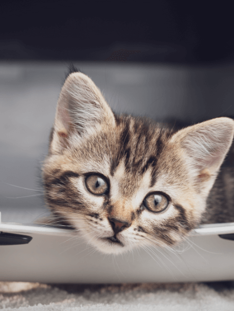 cat staring