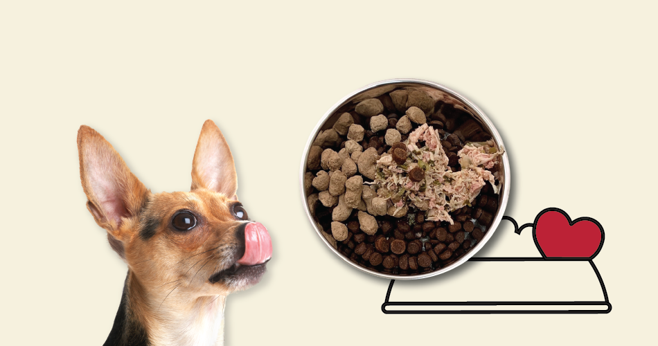 dog looking at a bowl of food. Click here to shop nulo products