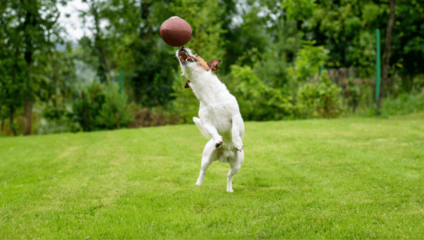 Dog jumping to play with football