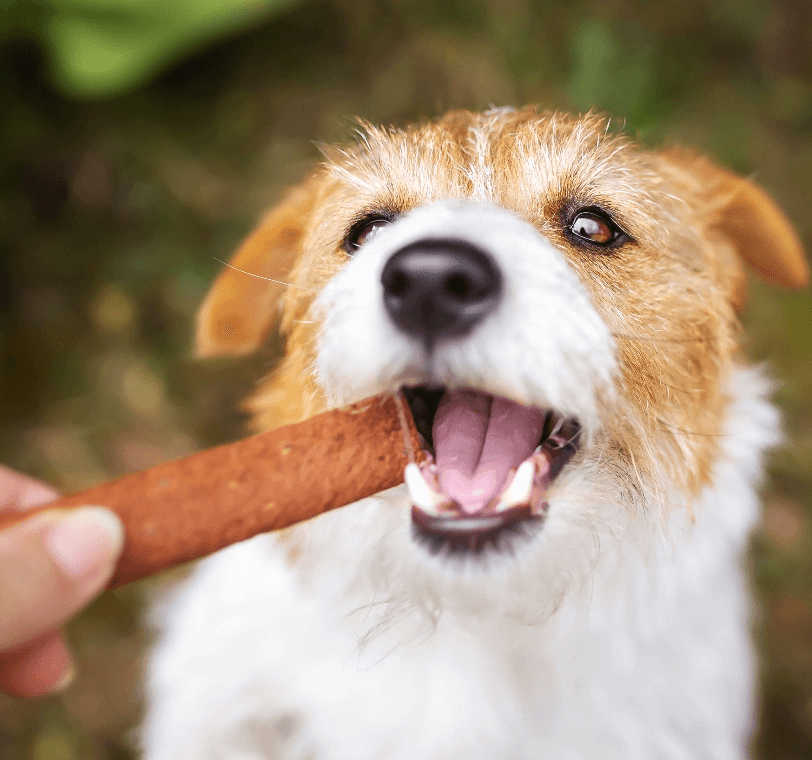 Dog eating treat