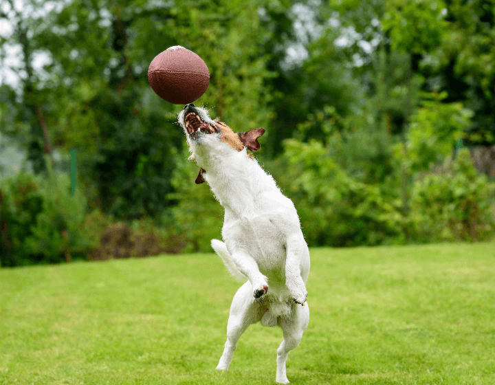 Dog jumping to play with football