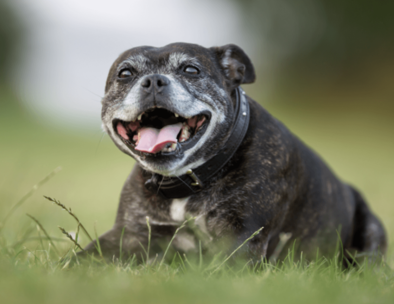 Dog smiling and sitting happy