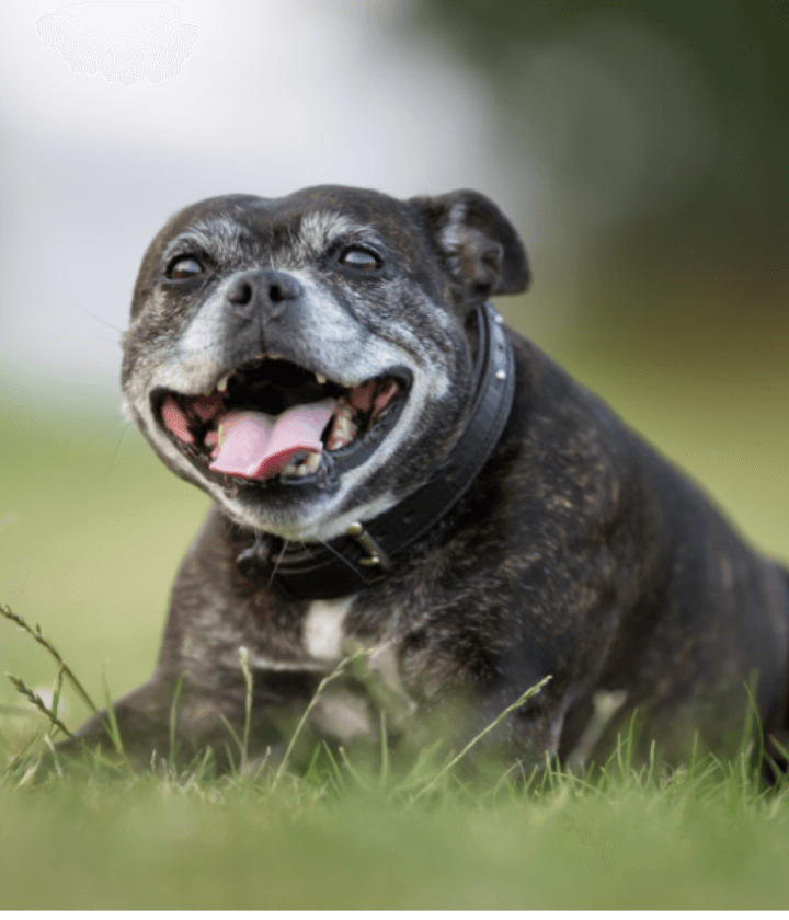 Dog smiling and sitting happy