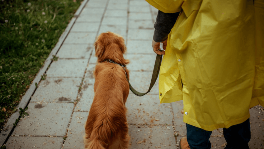 Dog walking on leash in the rain