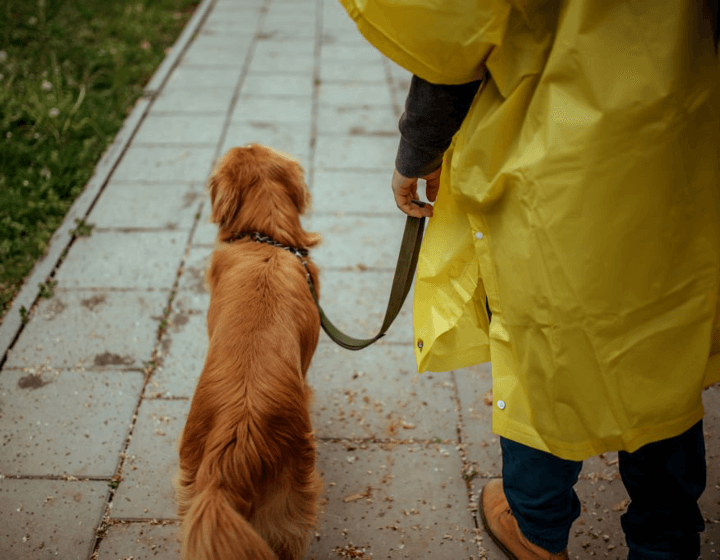 Dog walking on leash in the rain