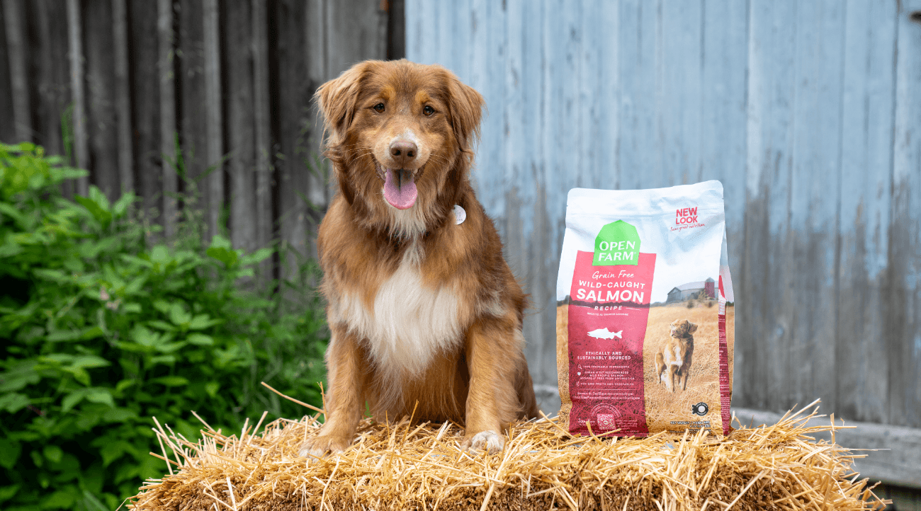 Dog sits on bale of hay next to bag of open farm dog food