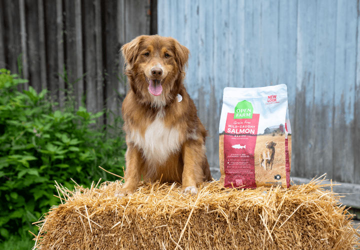 dog with assortment open farm of dog food