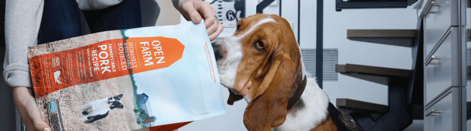 Basset hound being fed Open Farm Pork Recipe kibble
