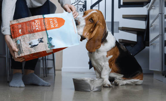 Basset hound being fed Open Farm Pork Recipe kibble