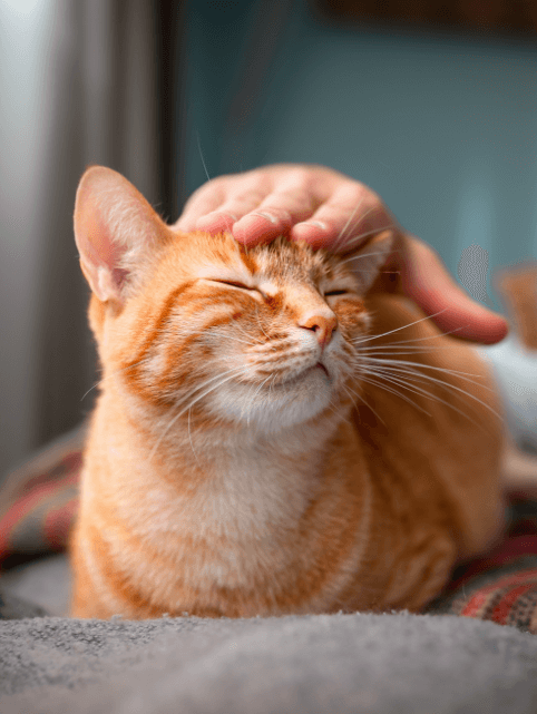 And orange cat closing its eyes while being stroked