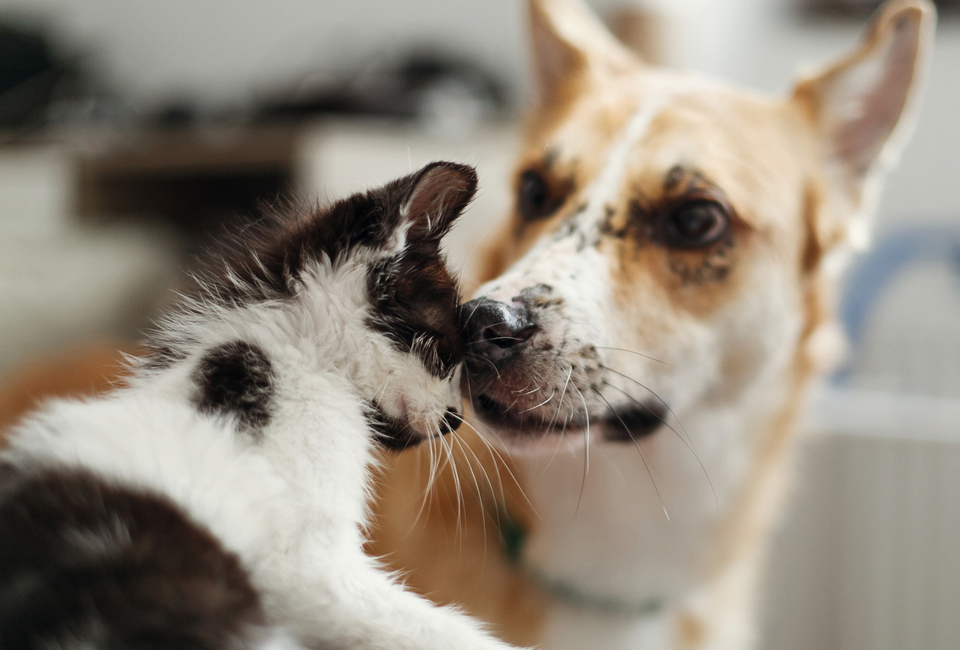 photo of cat and dog