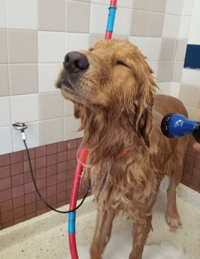 Dog at Pet Food Express pet wash