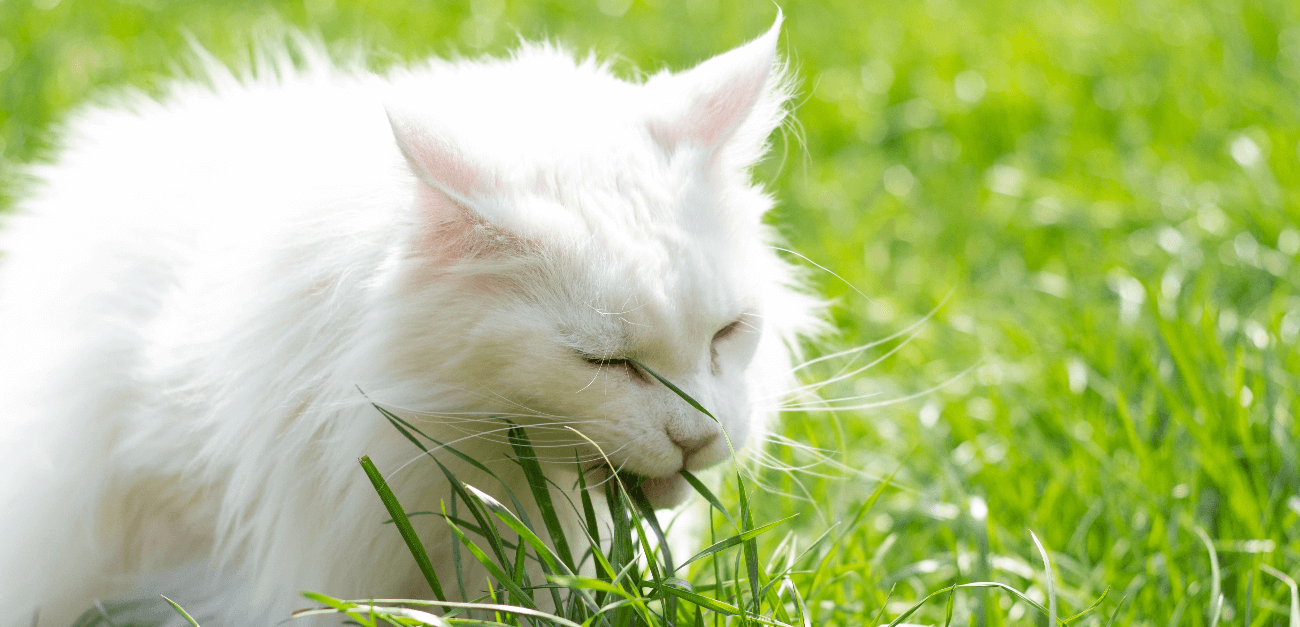 Why Do Cats Suck on Blankets? A Veterinarian Explains 