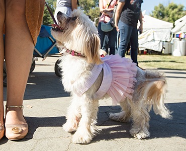 bay area pet fair