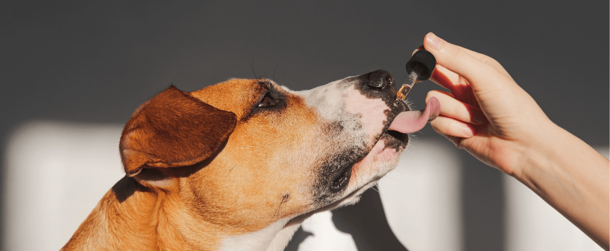 Dog licking pet releaf food.