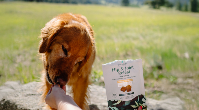 Photo of dog eating pet releaf hip & joint treats.
