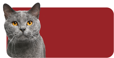 Red background with cat