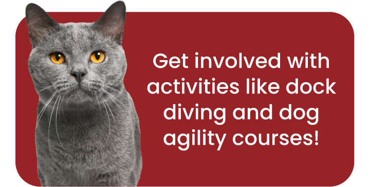 Get involved with activities like dock diving and dog agility courses!