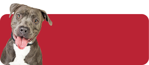 Red background with Pitbull