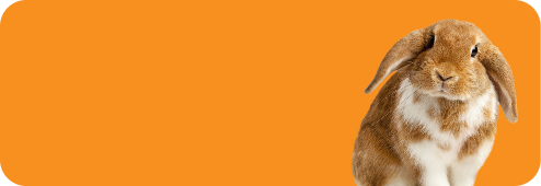 Orange background with rabbit