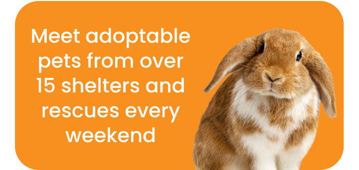 Meet adoptable pets from over 15 shelters and rescues every weekend