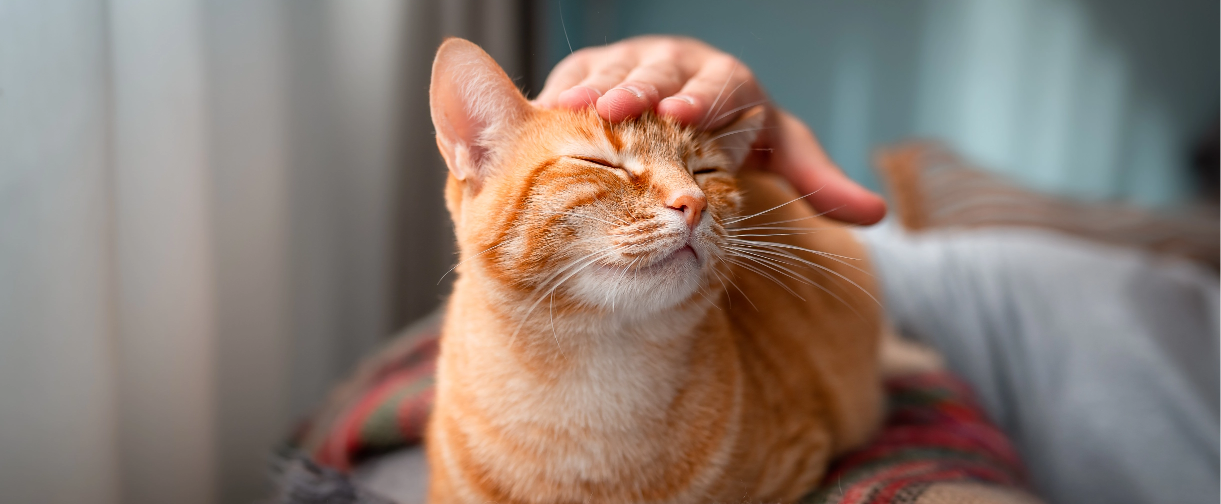 Cat being pet.