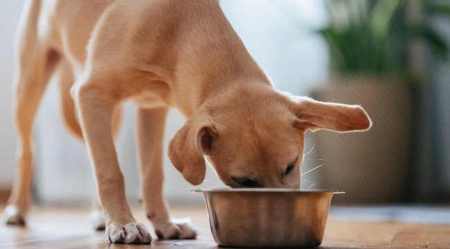 Photo of dog eating from bowl.