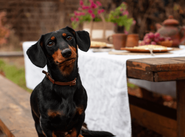 Dachshund sits on bench at outdoor Thanksgiving table.
