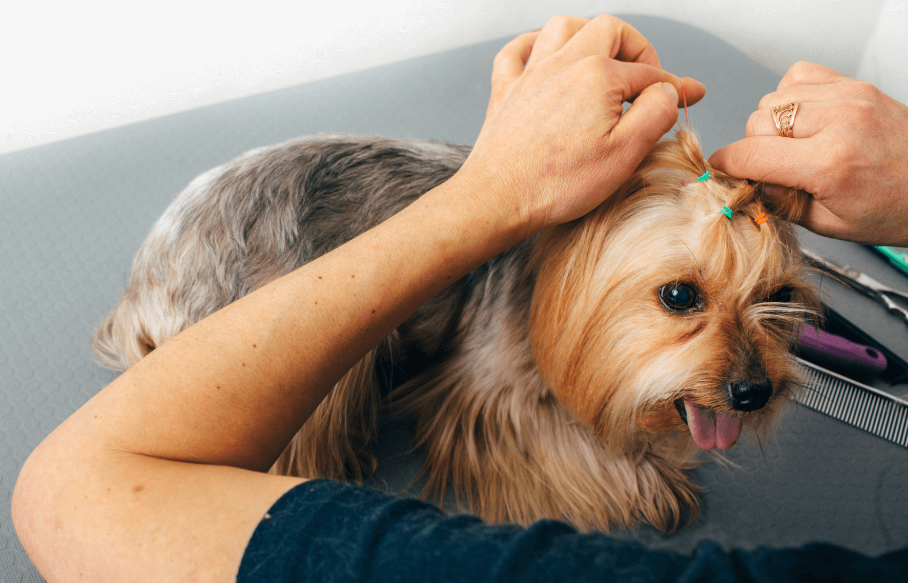 Petting a Yorkshire Terrier
