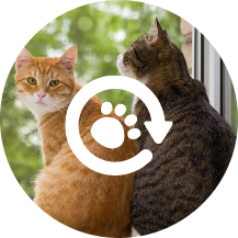 Two cats sitting next to each other