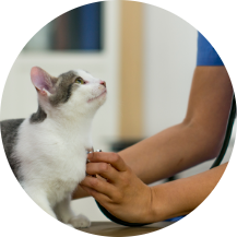 Cat receiving care