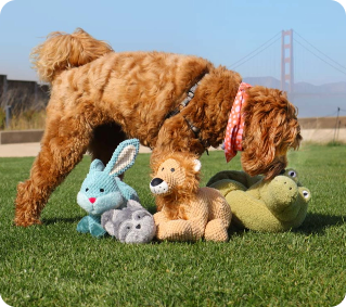 Dog plays with plush toys on grass, golden gate bridge visible in background