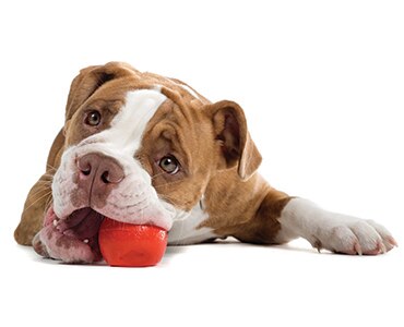 Adorable Pit Bull laying down chewing on red rubber ball on white background