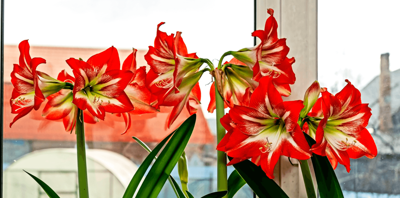 are amaryllis plants poisonous to dogs and cats