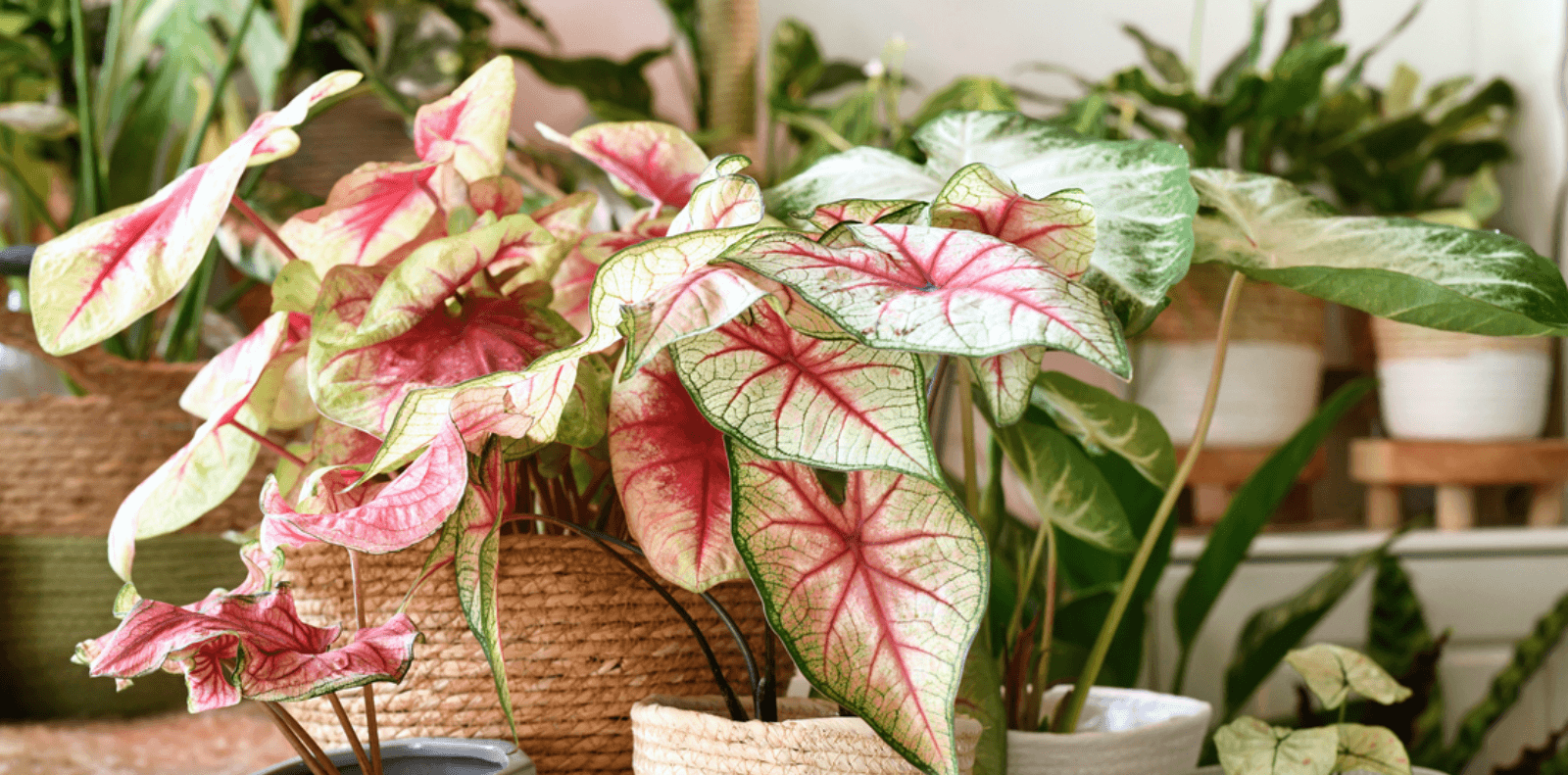 Caladium safe hotsell for dogs