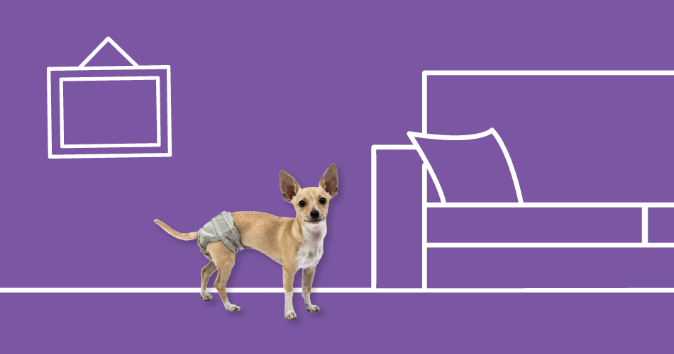 Poochpad products. Click here to learn more about Poochpad products