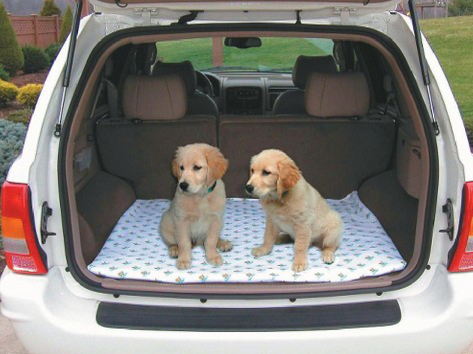 Dogs sitting in the back of a car.
