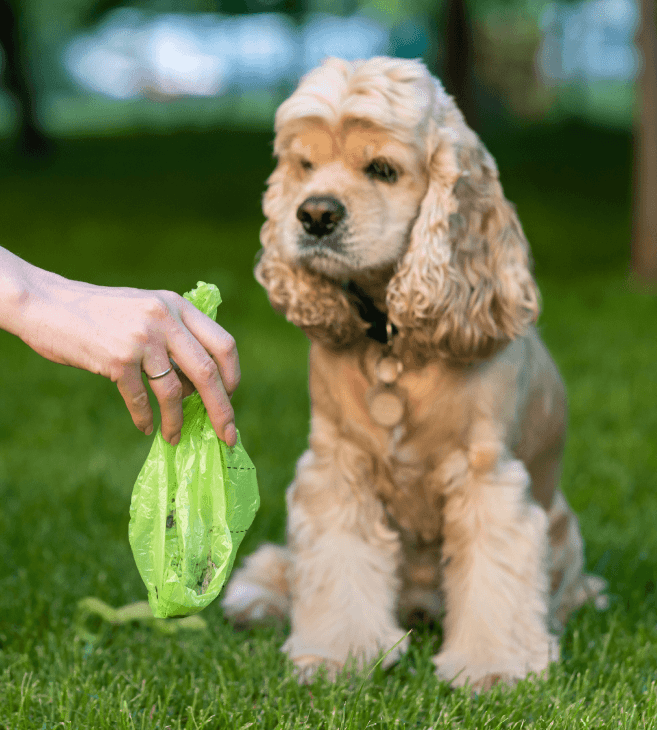 Pooch pad pañales absorbentes desechables para perro ch (12 piezas), Delivery Near You