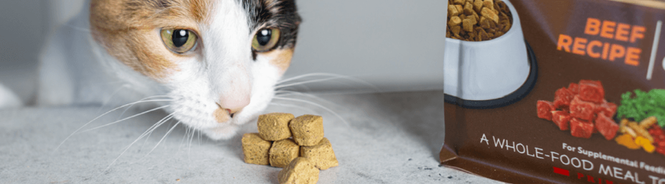 A cat licks its lips with a food bowl in the foreground.