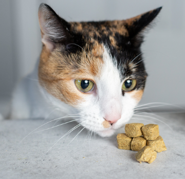 A cat licks its lips with a food bowl in the foreground.