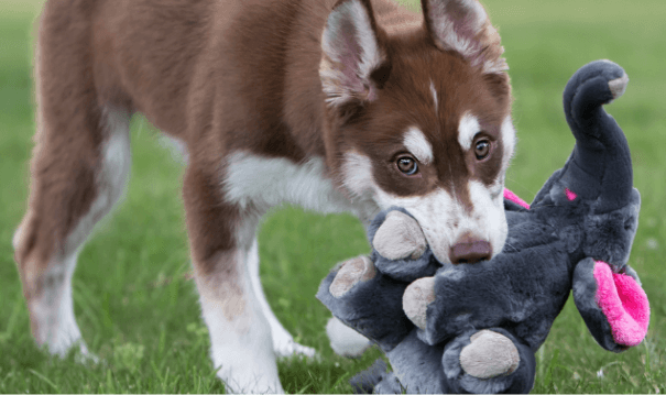 Puppy holds plush elephant toy in its mouth