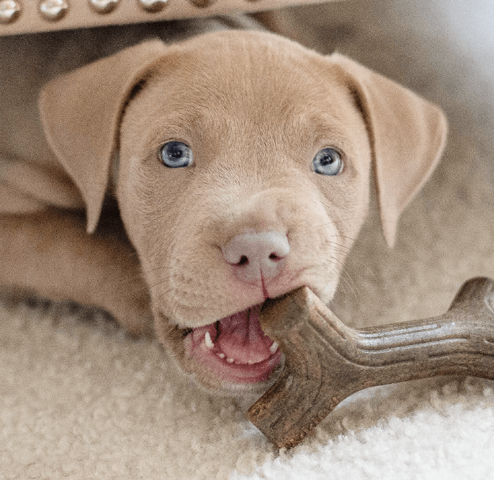 Puppy chewing on dental treat