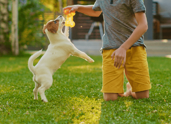 10 Socialization & Training Games you Should Play with your Puppy