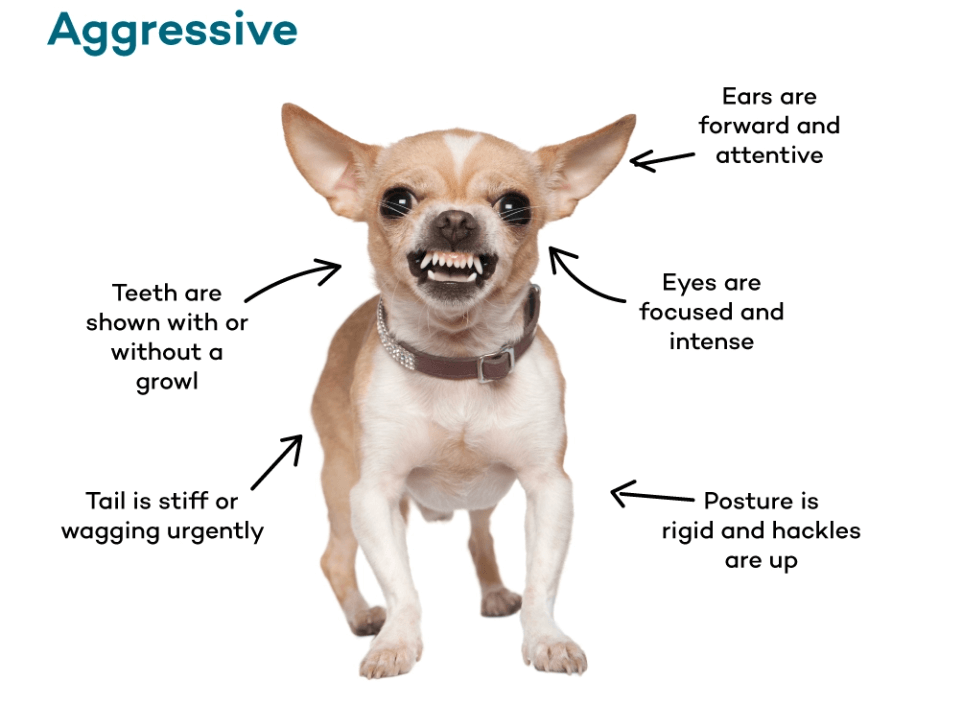 aggressive dog stance