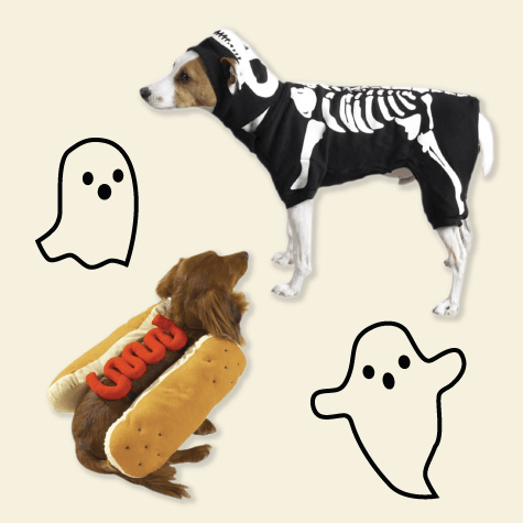 Two dogs in Halloween costumes