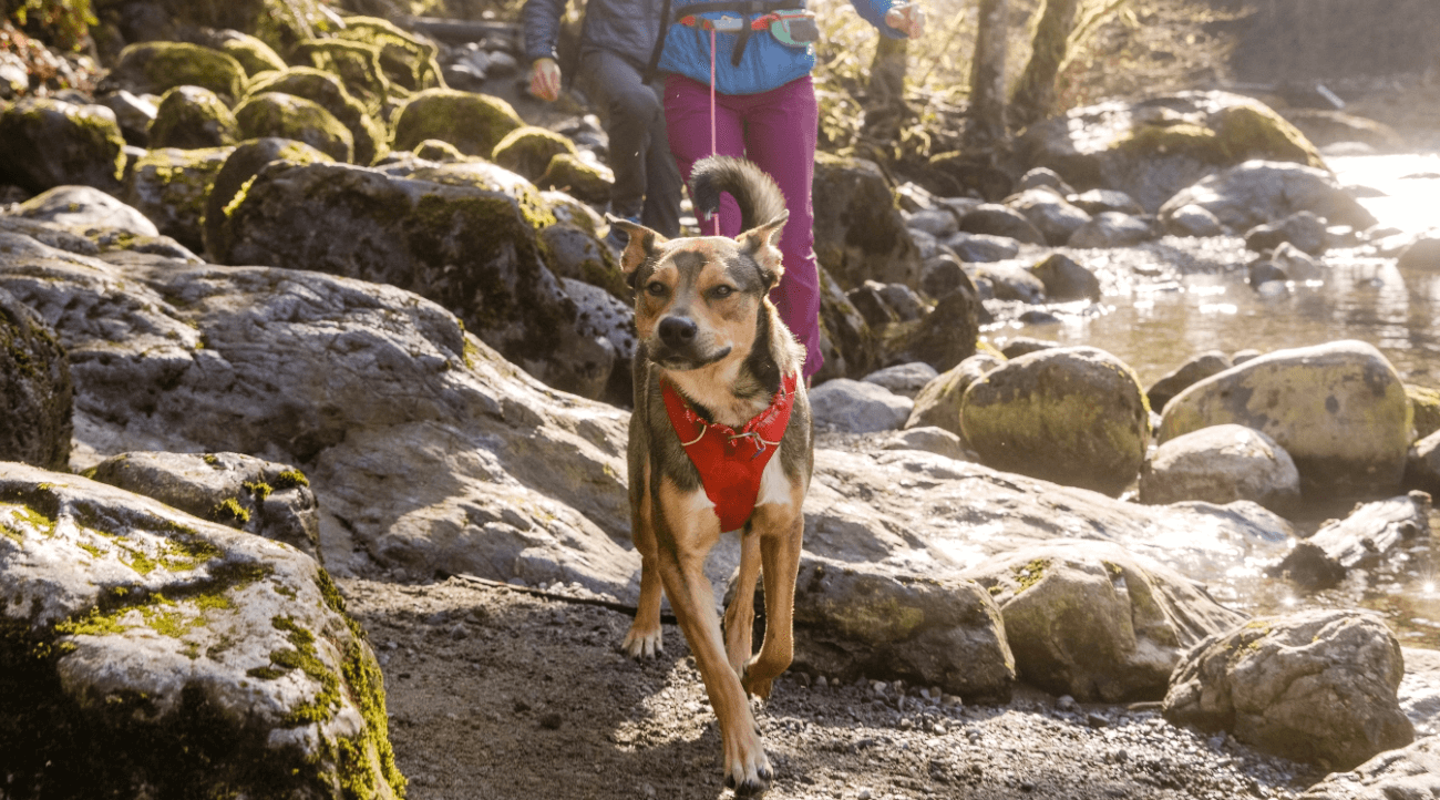 Photo of dog with Ruffwear product